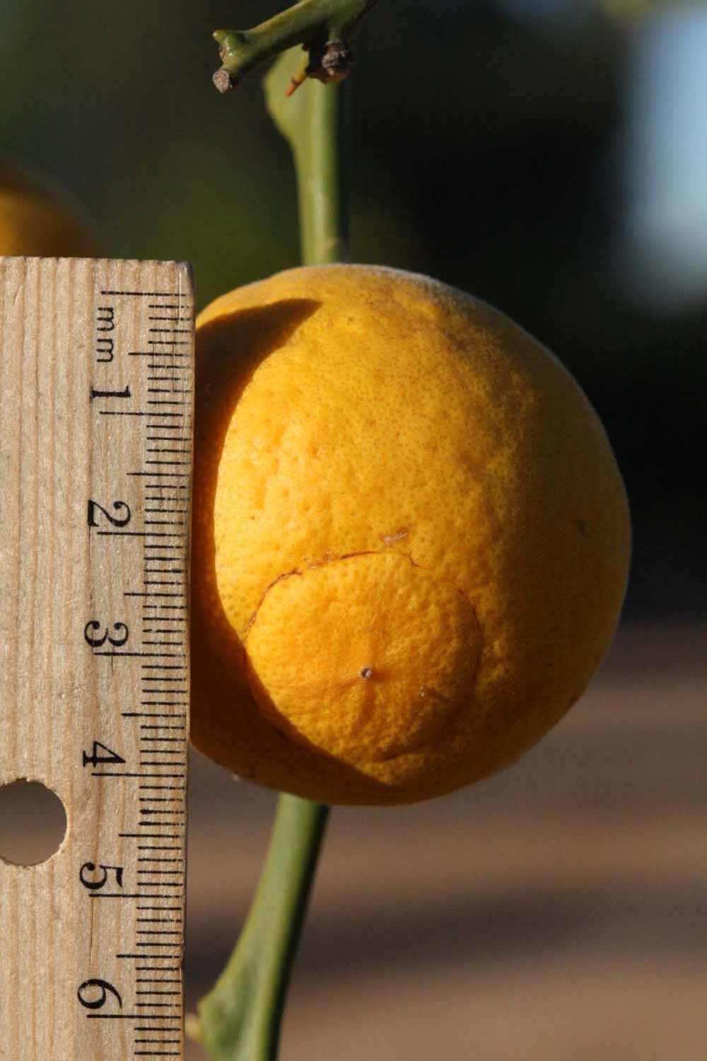            Fruit (Riverside, CA)   